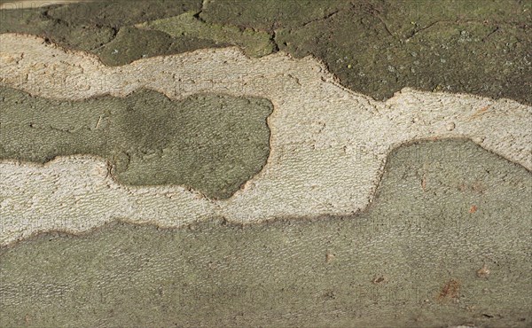 Camouflage pattern on plane tree bark background