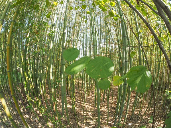 Bamboo tree