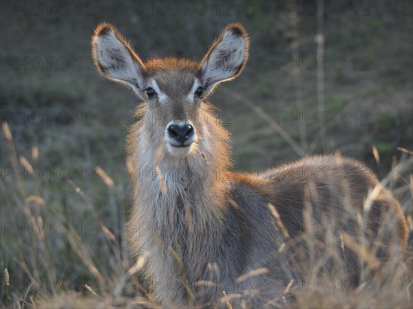 Portrait of ellipsen waterbuck