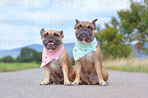 Tow similar looking brown French Bulldogs sitting next to each other wearing matching baby blue and baby pink neckerchiefs