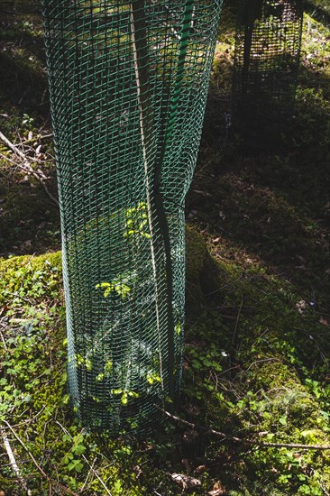 Young pine seedlings with tree guard during afforestation