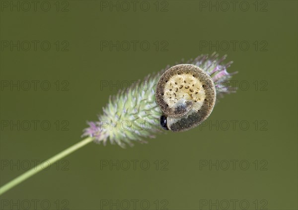 Caterpillar of an owlet moth