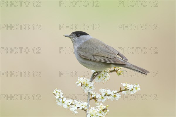 Blackcap