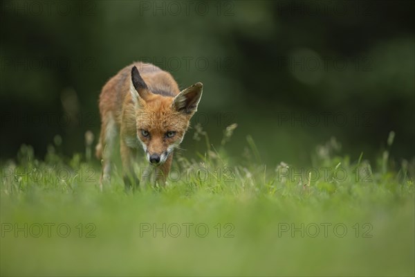 Red fox