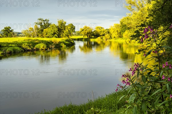 The river Regen in the evening at golden hour