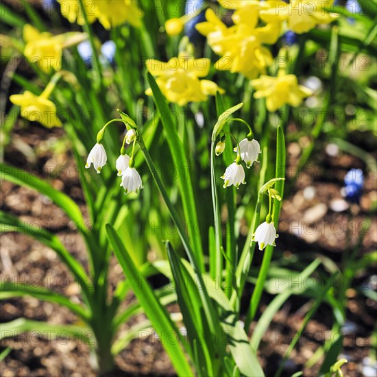 Spring snowflake