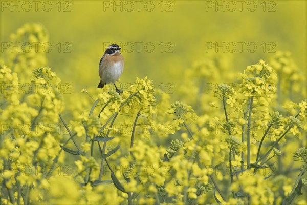 Whinchat