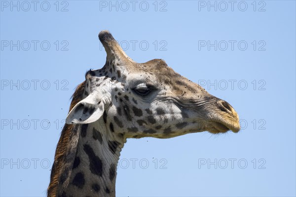 Masai giraffe