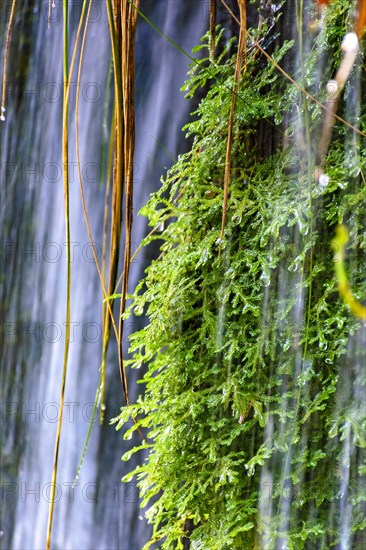 Moss and vegetation between the waters and stones of a clear waterfall in Carrancas