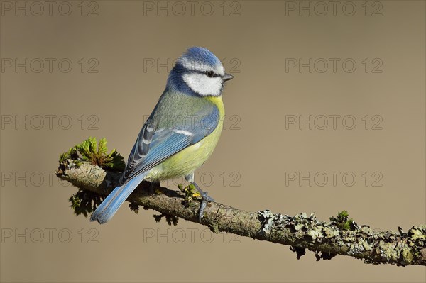 Blue Tit