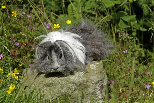 Guinea Pig pigs