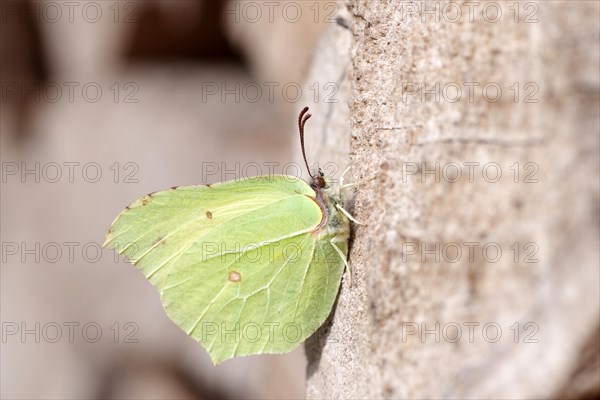 Brimstone