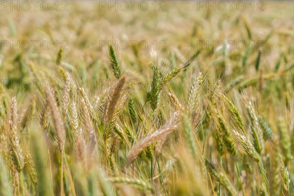 Wheat fields in the sunming organic far