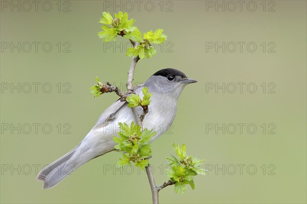 Blackcap