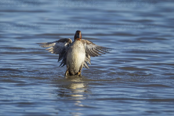 Common teal