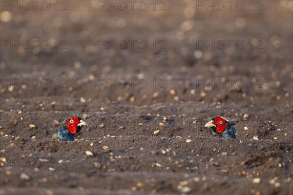 Common pheasant