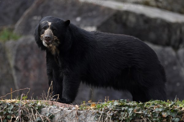 Andean bear