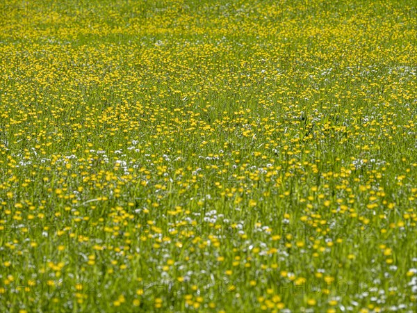 Buttercups