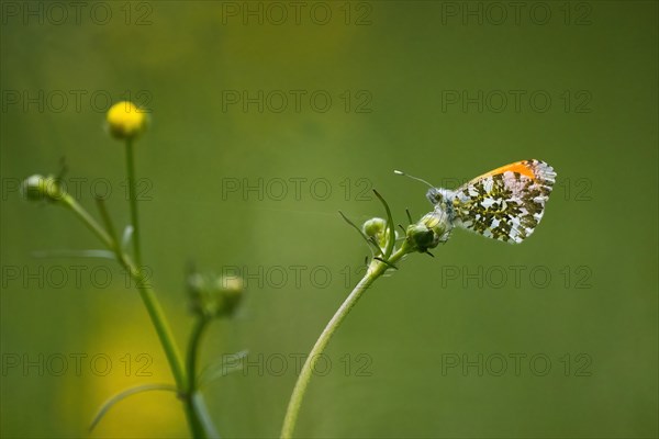 Orange tip