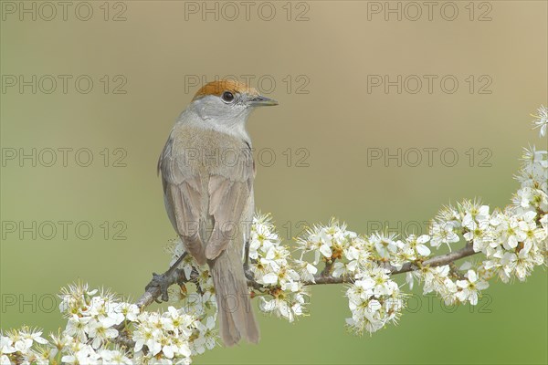 Blackcap