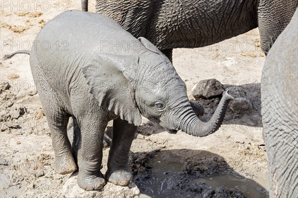 African elephants