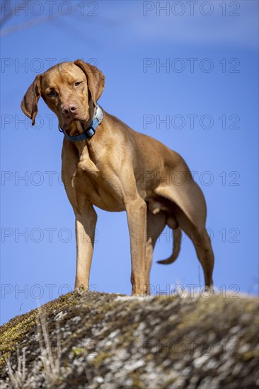 Roevidszoru Magyar Vizsla