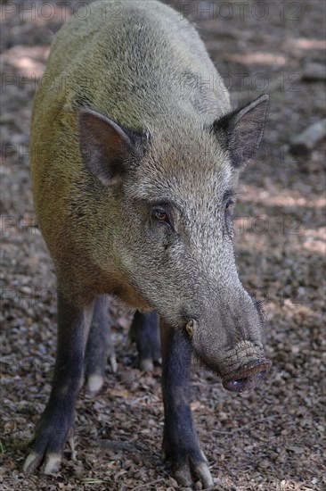 Wild boar