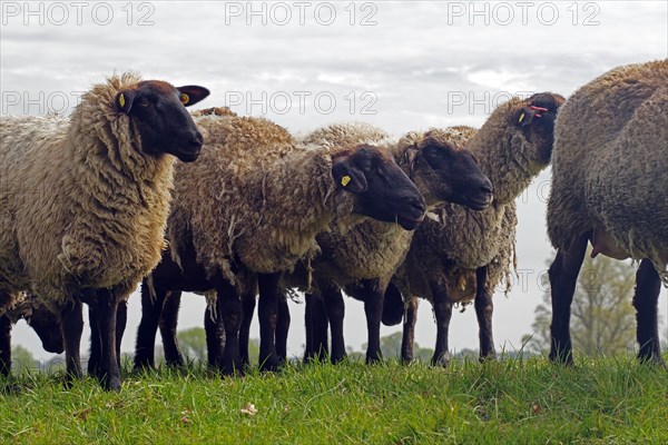 Several dark sheep grazing on a dike