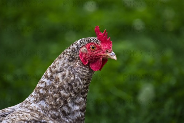 Portrait of a free range hen outside in the field. Bavaria