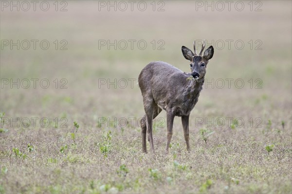 European roe deer