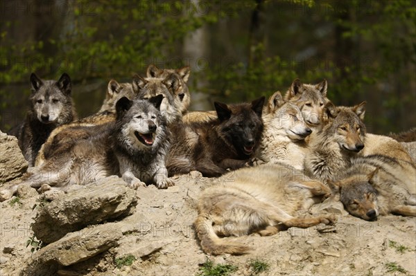 Algonquin wolf