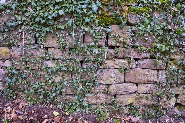 Old stone wall overgrown with ivy