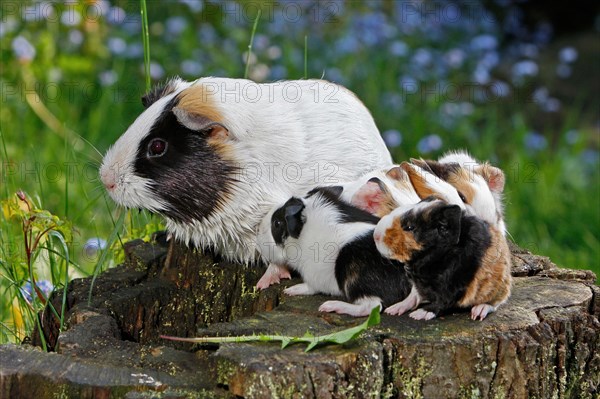 Guinea Pig pigs