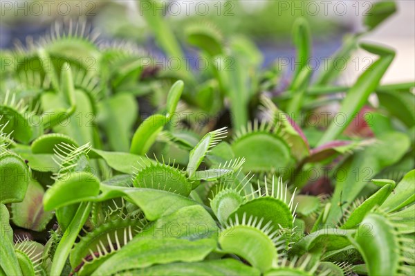 Venus flytrap