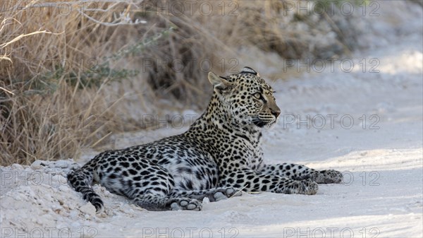 Leopard