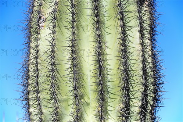 Saguaro cactus