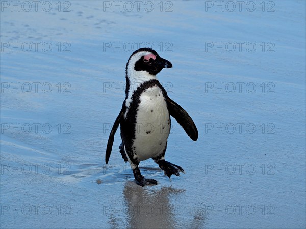 A african penguin
