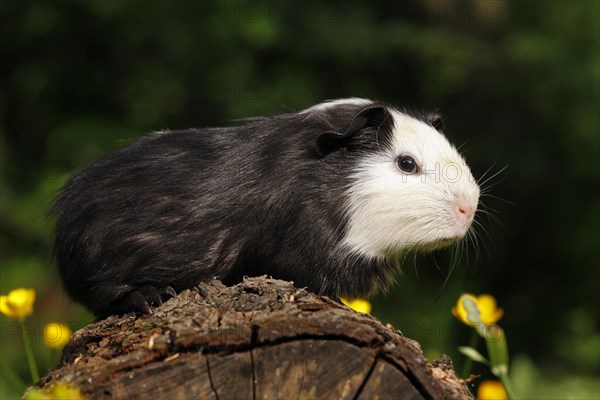 Guinea Pig pigs