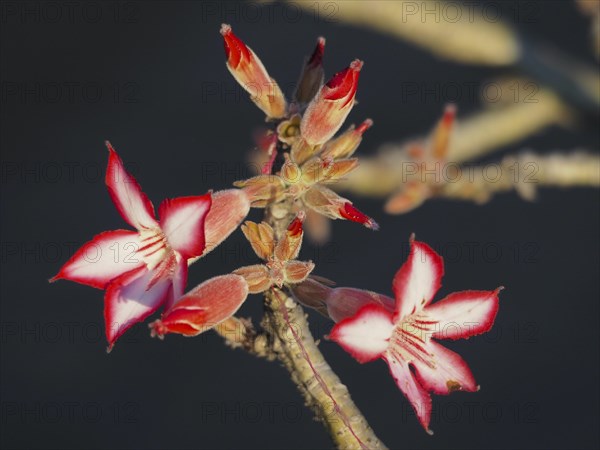 Impala lily