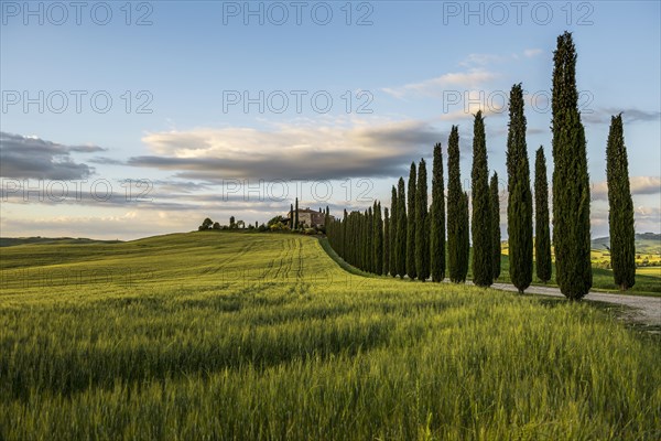 Farmhouse and cypresses