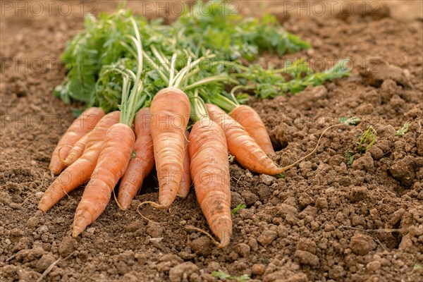 Bunch of carrots with a shovel in the background in an organic vegetable garden