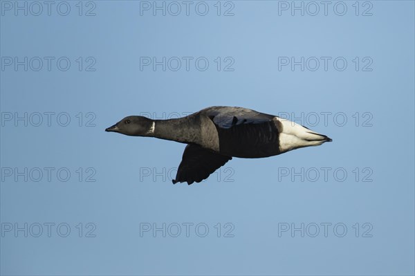 Brent goose-82826 Brent goose