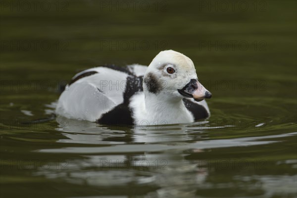 Long-tailed duck