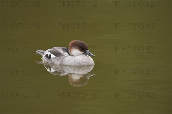 Smew