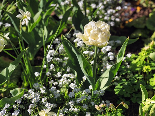 Filled white tulip in a bed