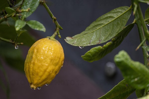 Lemon on a branch