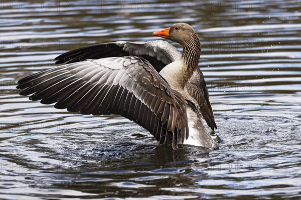 Greylag goose