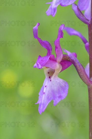 Early purple orchid