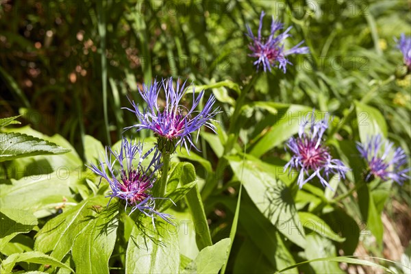 Mountain knapweed