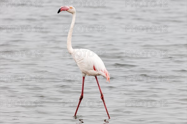 Flamingos